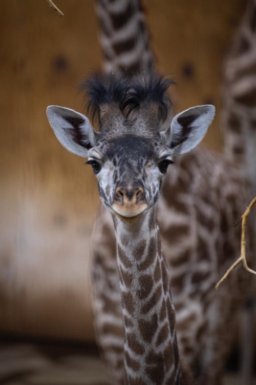 A close-up of a young giraffe with distinctive tufted hair, looking curiously at the camera.