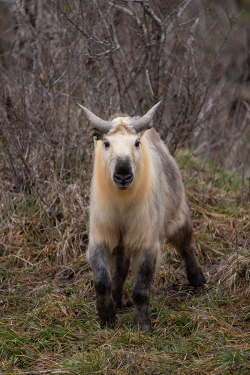 A goat-like animal with horns stands in a grassy area surrounded by sparse bushes.