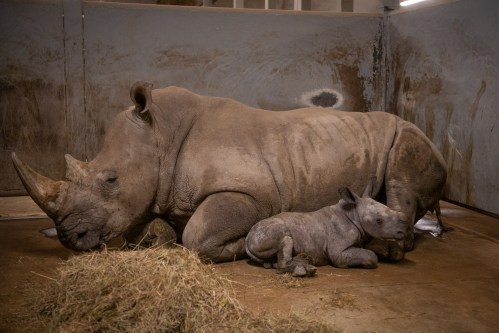 A mother rhinoceros lies on the ground next to her young calf in a stable, surrounded by hay.