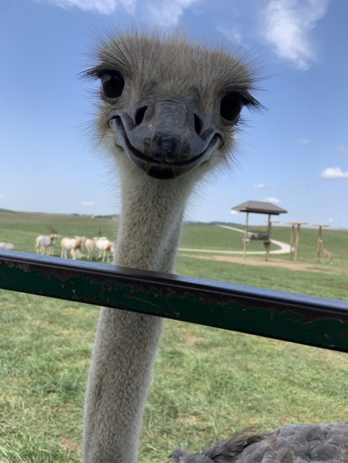 A close-up of an ostrich with a playful expression, set against a grassy landscape and blue sky.