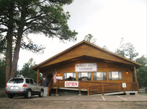 A wooden building with a sign reading "Windy Hills Lavender" and an "Open" sign, surrounded by trees and a parked SUV.