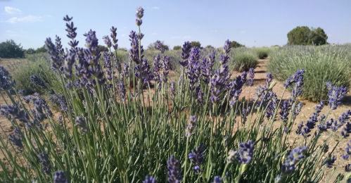 A field of blooming lavender with vibrant purple flowers under a clear blue sky.
