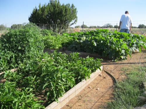 A person tending to a lush vegetable garden with rows of green plants under a clear blue sky.