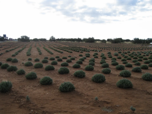 A vast field with neatly arranged green shrubs on brown soil under a cloudy sky.