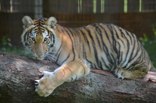 A young tiger rests on a log, showcasing its striking orange fur and black stripes in a natural setting.