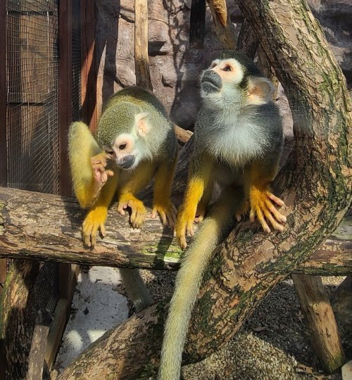 Two monkeys sitting on a tree branch, one grooming itself while the other looks around curiously.