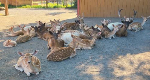 A group of deer resting on the ground, with a mix of spotted and solid-colored coats, in a sunny outdoor setting.