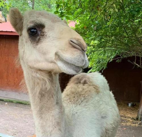 A close-up of a camel's face, showcasing its large eyes and soft fur, with greenery in the background.