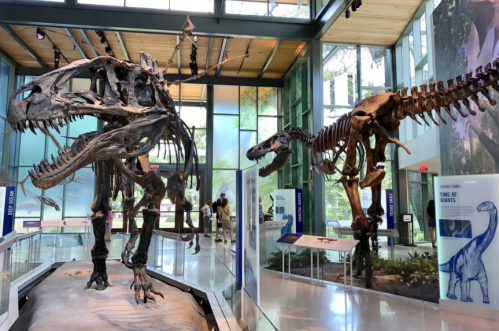 Two dinosaur skeletons displayed in a museum, showcasing a T. rex and a long-necked dinosaur in a bright, modern setting.