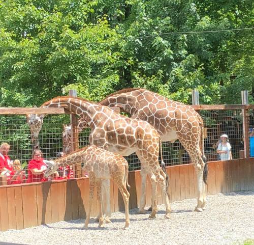 Three giraffes, including a baby, reach over a fence while visitors watch from behind. Lush green trees in the background.
