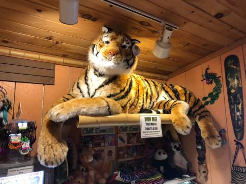 A large stuffed tiger rests on a shelf in a cozy shop, surrounded by various toys and decorations.