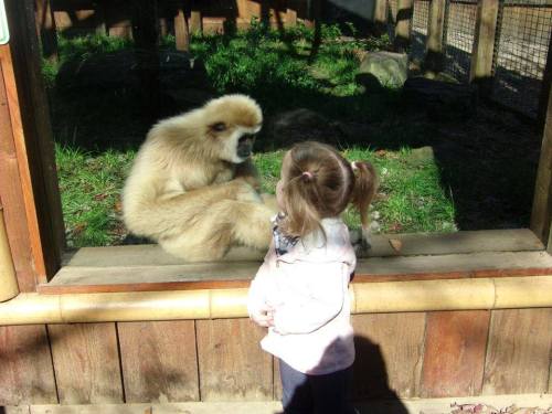 A child watches a gibbon through a glass enclosure in a zoo, both appearing curious about each other.