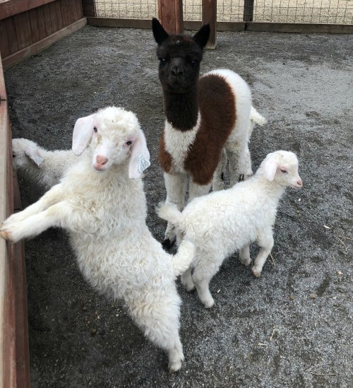 Three fluffy animals in a pen: two white goats and a brown-and-white llama, with one goat playfully reaching out.