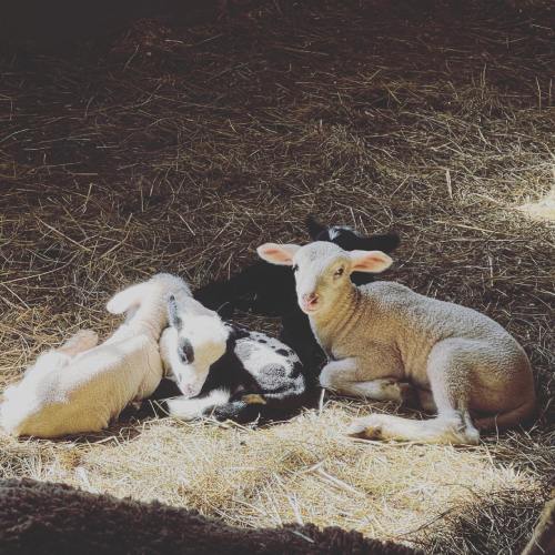Four adorable lambs resting together on straw in a warm, sunlit barn.