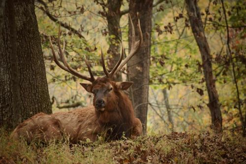 A majestic elk resting on the ground among trees and autumn foliage.