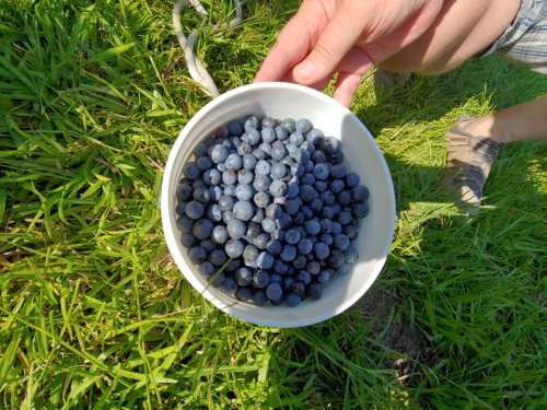 A hand holding a bowl filled with fresh blueberries, set against a background of green grass.