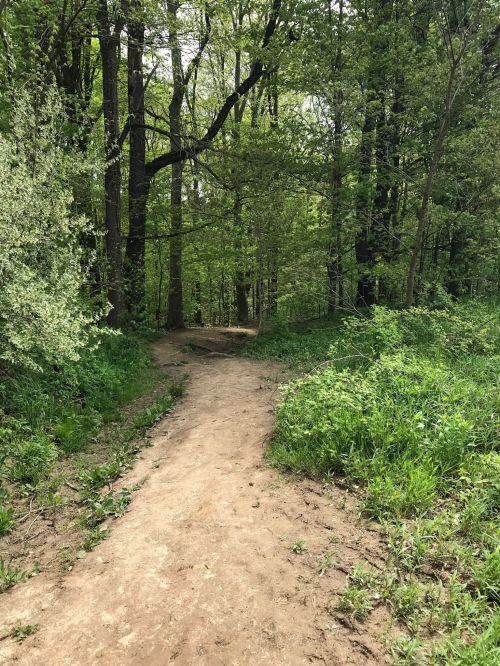 A dirt path winding through a lush green forest with trees and foliage on either side.