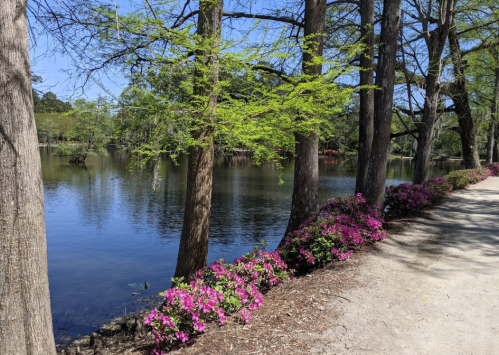 A serene lake surrounded by trees and vibrant pink flowers along a sandy path on a sunny day.