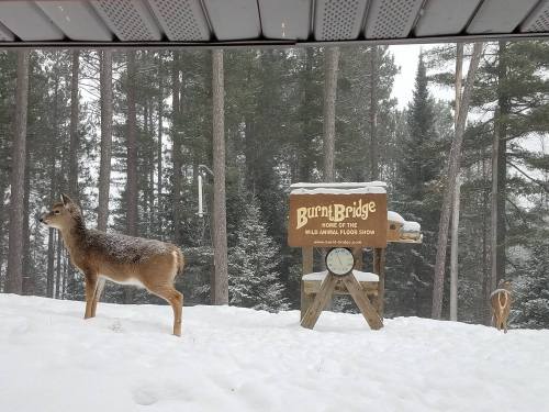 Two deer stand in the snow near a sign for "Burnt Bridge," surrounded by tall trees in a winter landscape.