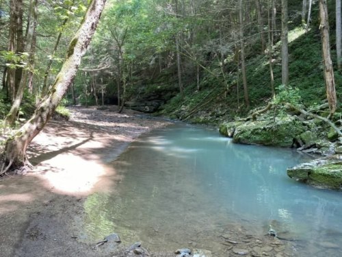A serene forest scene featuring a calm, blue stream surrounded by lush greenery and rocky banks.