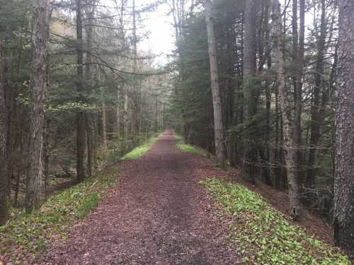 A serene forest path lined with trees and greenery, leading into the distance on a cloudy day.