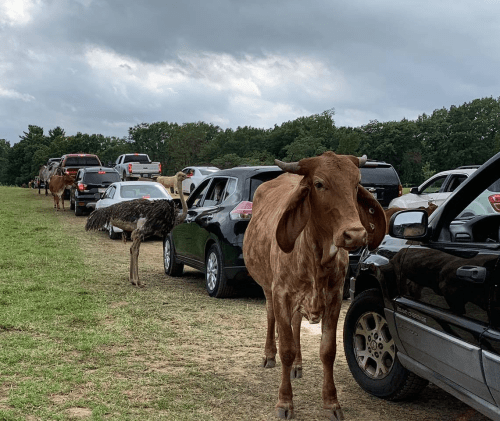A cow and an ostrich stand near a line of parked cars on a grassy area under a cloudy sky.