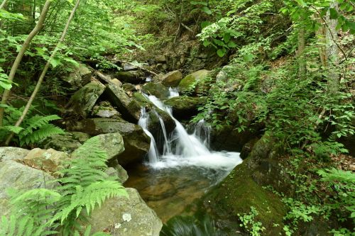 A serene stream flows over rocks, surrounded by lush green foliage and ferns in a tranquil forest setting.