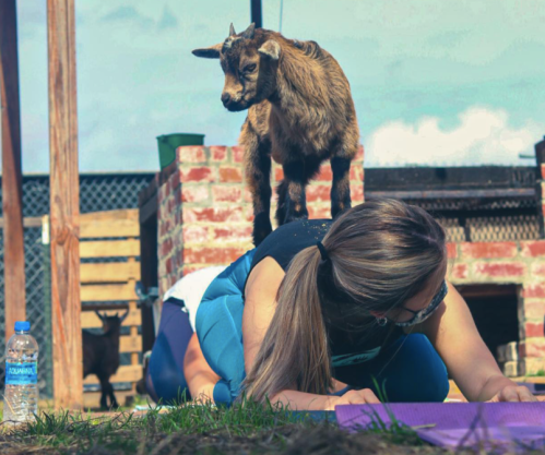 A woman doing a plank on a yoga mat outdoors, with a goat standing on her back.