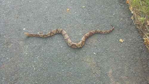 A brown and tan snake slithering across a paved road, blending with the asphalt.