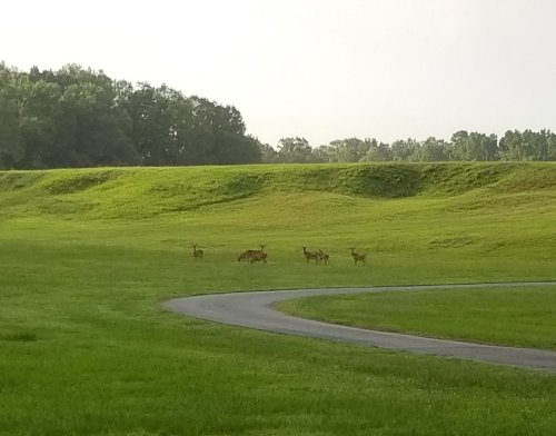 A group of deer grazing on a lush green field with rolling hills in the background.
