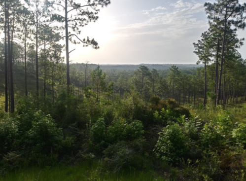 A serene forest landscape with tall pine trees and lush greenery under a bright sky.