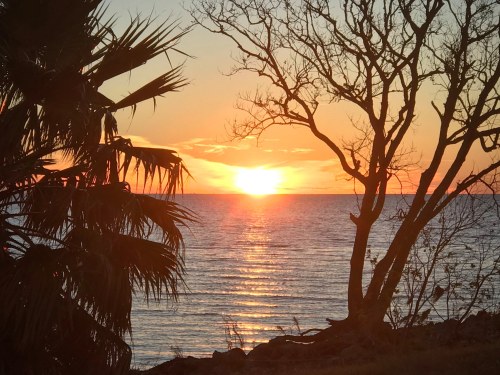 Sunset over calm waters, framed by palm leaves and a bare tree, casting warm hues across the sky and reflecting on the sea.