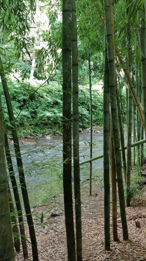 A serene scene of tall bamboo stalks beside a gently flowing river, surrounded by lush greenery.