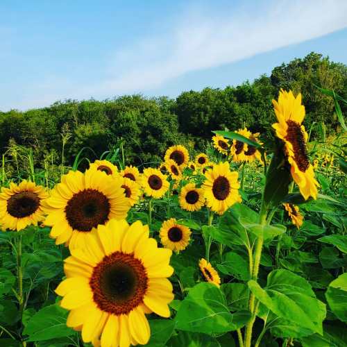 A vibrant field of sunflowers under a clear blue sky, surrounded by lush green trees.