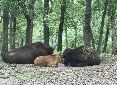 Two adult bison and a calf resting together in a lush green forest.