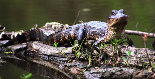 A crocodile resting on a log by the water, surrounded by greenery and reflecting in the calm surface.