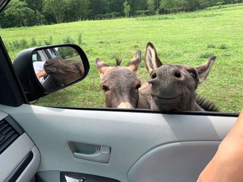 Two curious donkeys peering into a car window, surrounded by a green field.