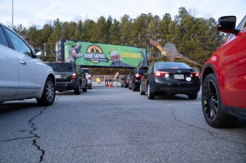 Cars lined up at the entrance of a Dino Safari event, featuring a large dinosaur-themed banner.