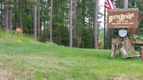 Sign for Burnt Bridge, home of the Wild Animal Floor Show, with deer grazing in a wooded area. American flag in background.