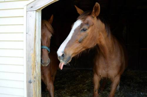 Two brown horses stand in a barn doorway, one playfully sticking out its tongue.