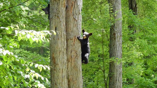 Two black bears climbing a tree in a lush green forest.