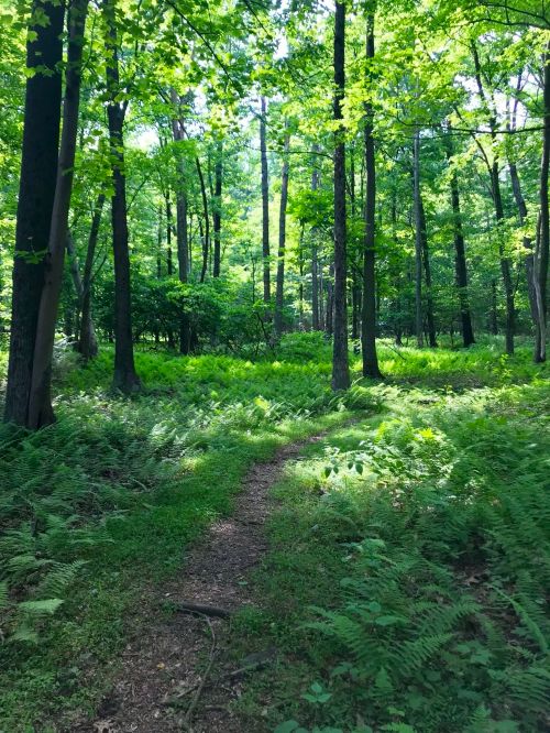 A serene forest scene with tall trees and a winding path surrounded by lush green ferns and dappled sunlight.