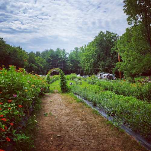 A lush garden path lined with colorful flowers, leading to trees and a cloudy sky in the background.