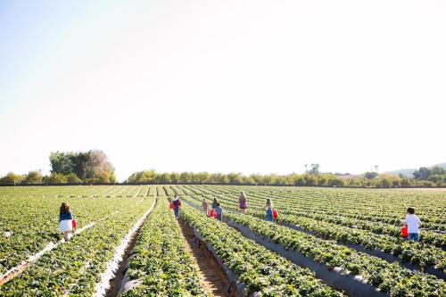 People picking strawberries in a sunny field, with rows of green plants stretching into the distance.