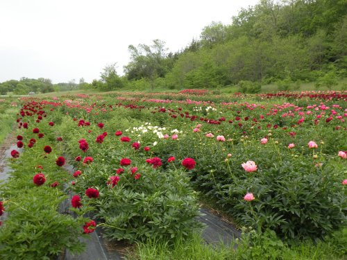 A vibrant field of blooming peonies in various colors, surrounded by lush greenery under a cloudy sky.