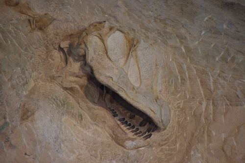 Fossilized dinosaur skull embedded in rock, showcasing detailed bone structure and teeth.