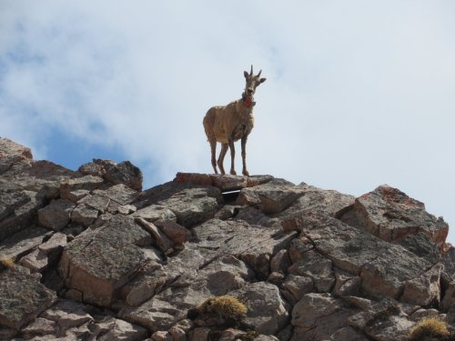 A goat stands on a rocky outcrop against a cloudy sky, showcasing its rugged mountain habitat.