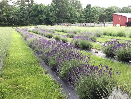 A lavender field with rows of blooming purple flowers, green grass, and a red barn in the background.