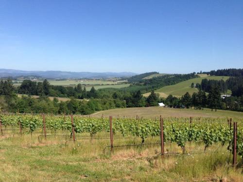 A scenic view of a vineyard with rolling hills and blue skies in the background.