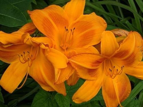 Three vibrant orange lilies with yellow accents, surrounded by green foliage.